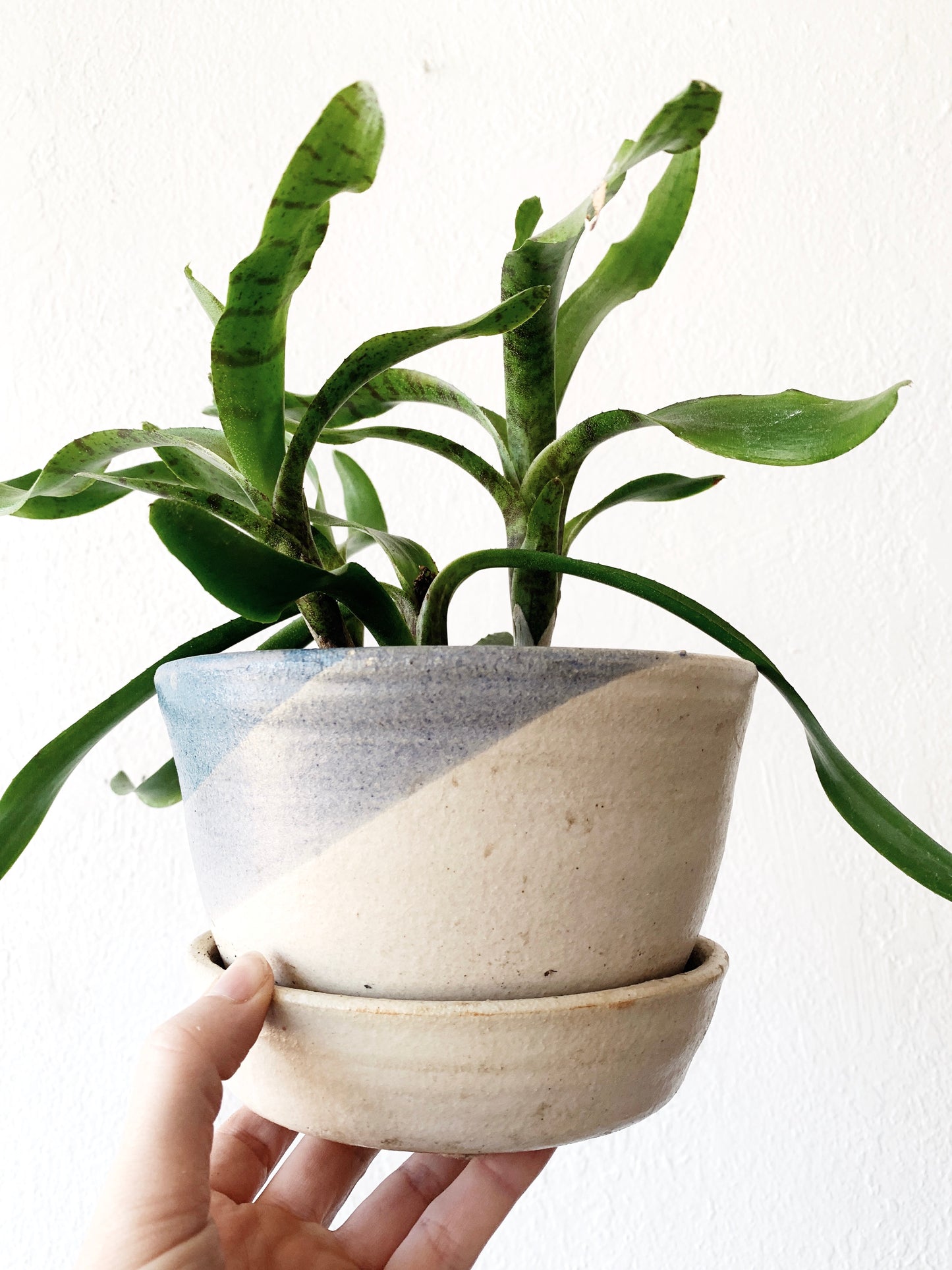 Ceramic Plant Pot with Integrated Tray