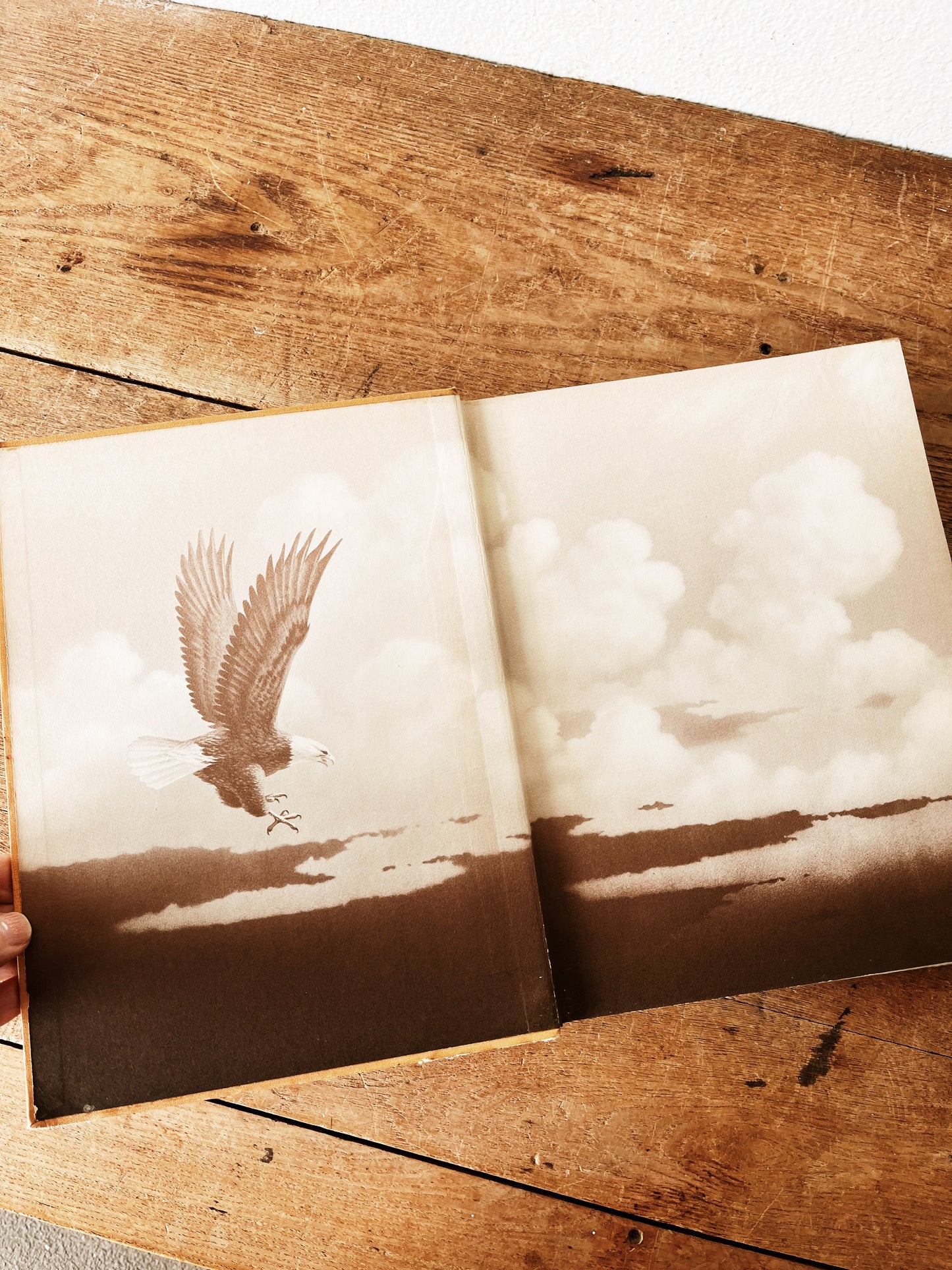 Vintage Natural History Book