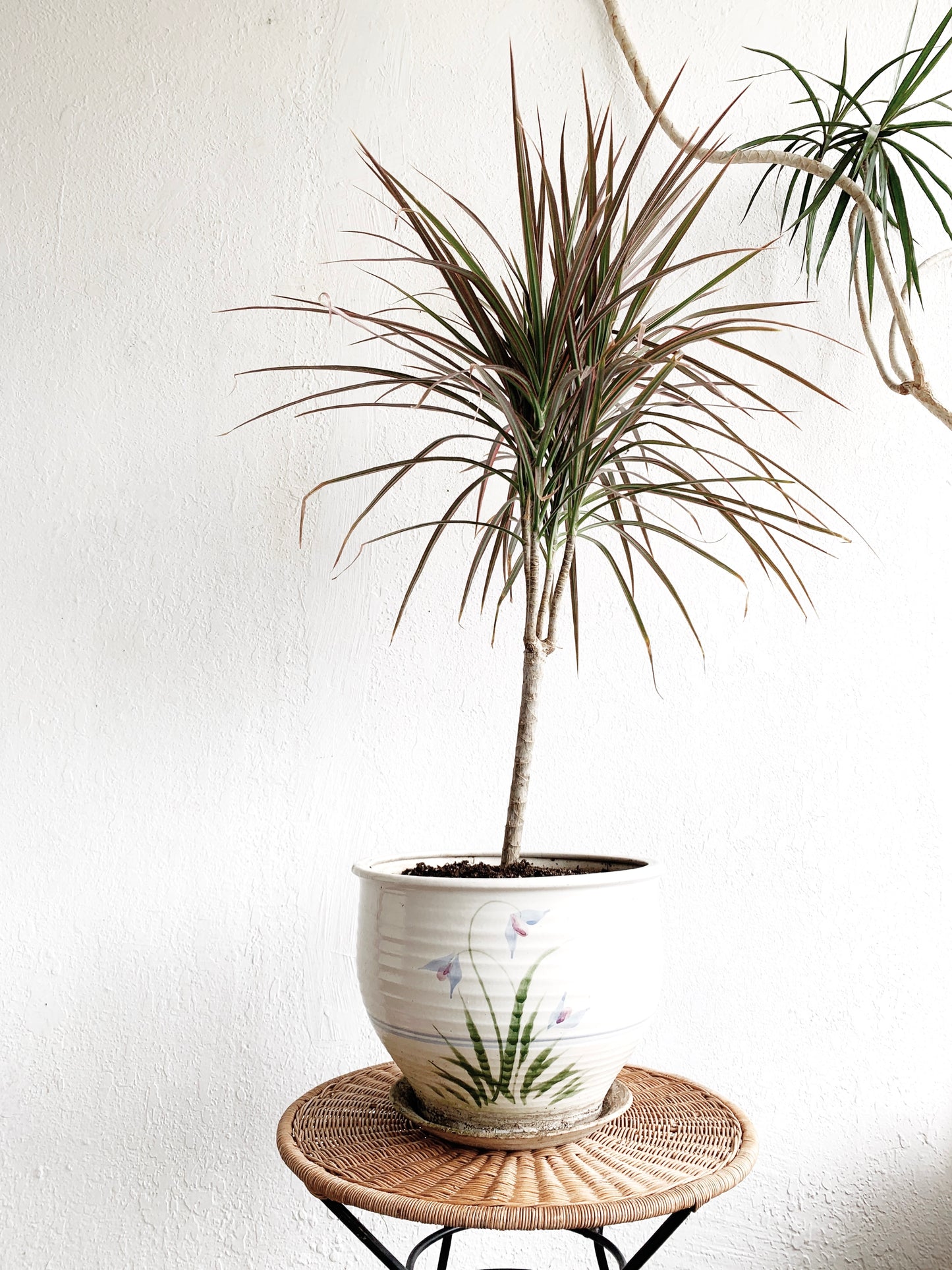 Dracaena Marginata in Vintage Ceramic Tray Pot