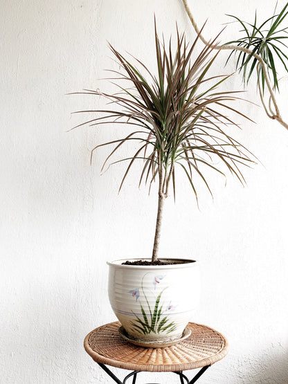 Dracaena Marginata in Vintage Ceramic Tray Pot