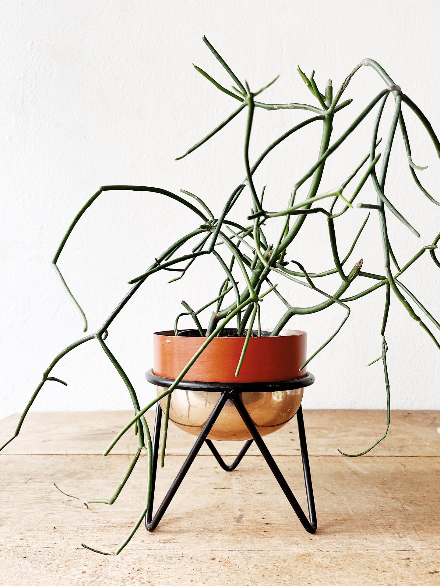 RESERVED SUZANNE Enamel Bowl and Stand