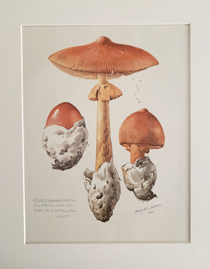 Vintage 1970’s Matted Mushroom Prints 11x14”