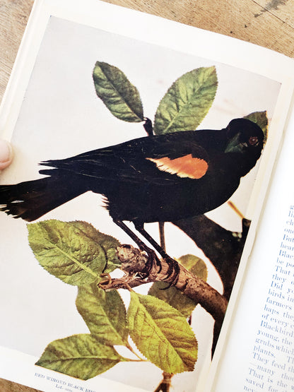 Antique 1800s Birds Book