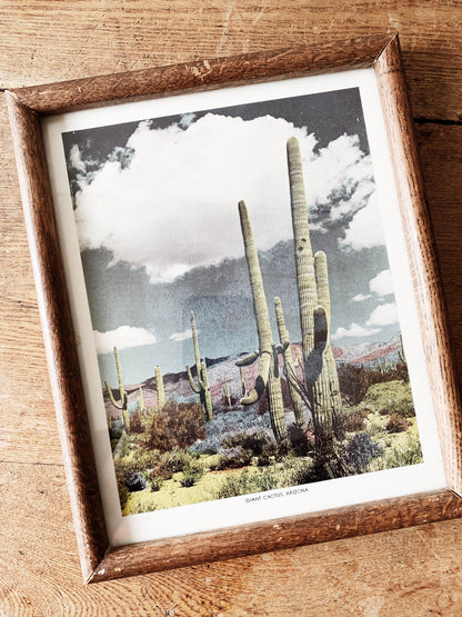 Vintage Framed Cactus Print