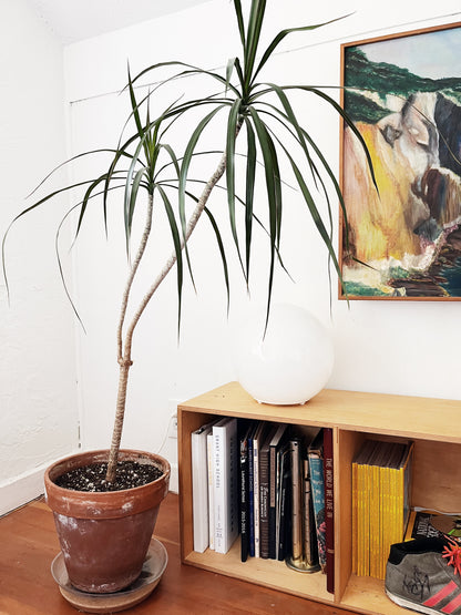 Tall Potted Dracaena Palm