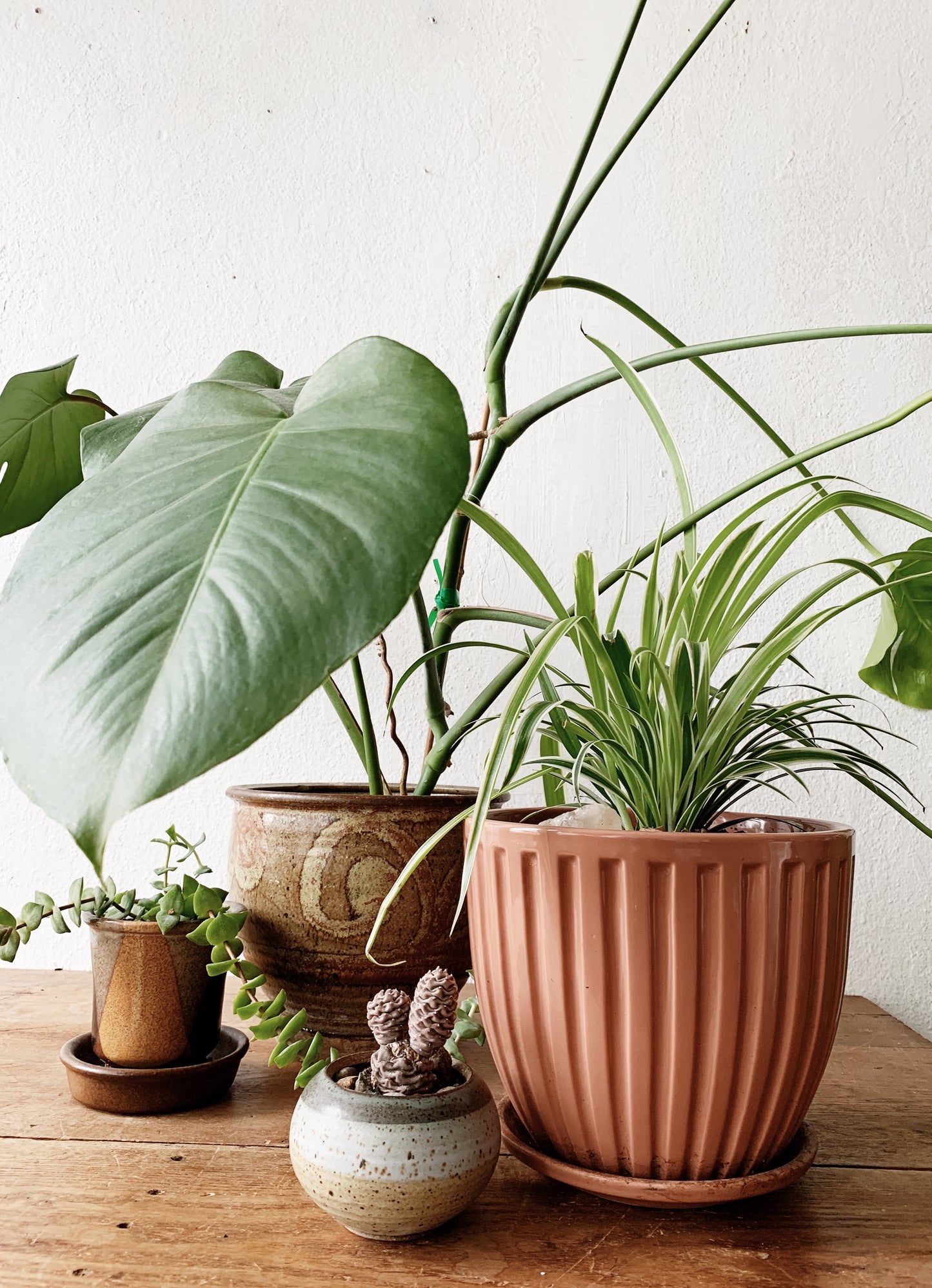 spider plant in terracotta pot Spider Plant in Vintage NorCal Ceramic Tray Pot