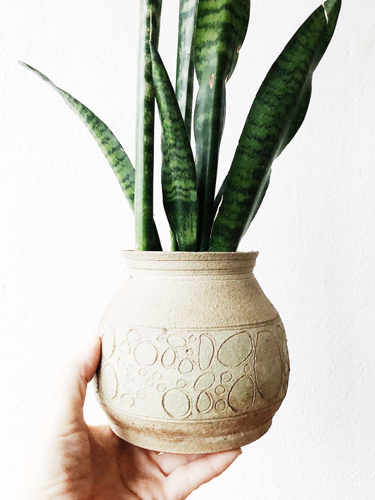 Sanseveria in Vintage Ceramic Pot