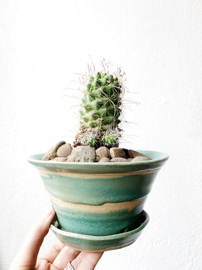 Potted Cactus in Handmade Pottery with Drainage