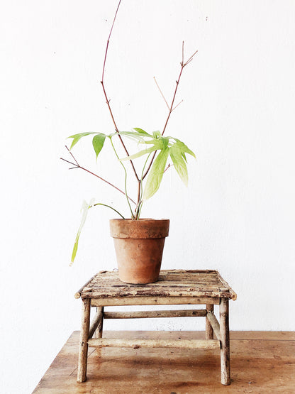 Vintage Primitive Twig Stand