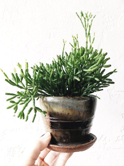 Hatiora Salicornioides in Vintage Pottery