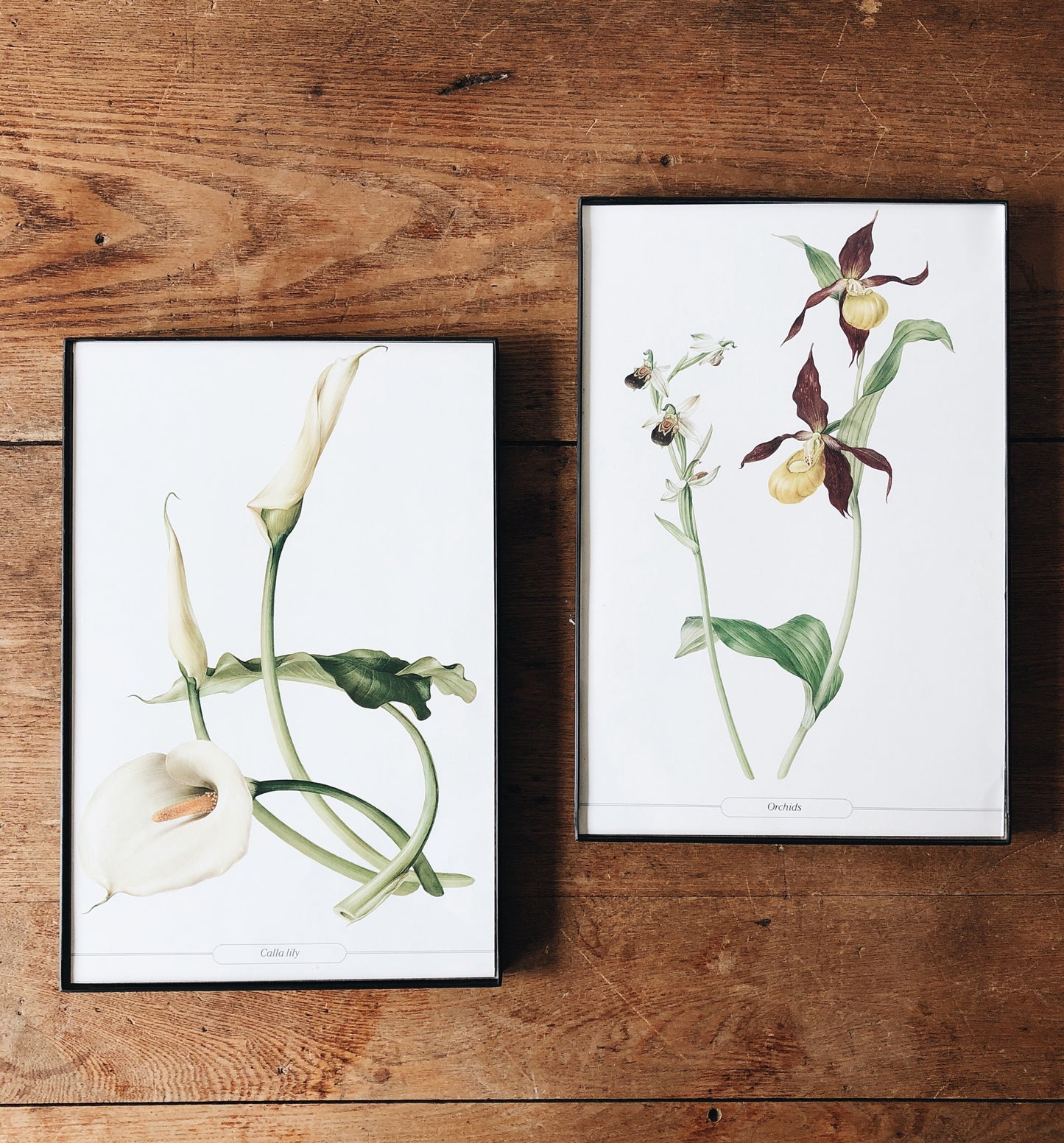 Vintage Framed Botanical Prints
