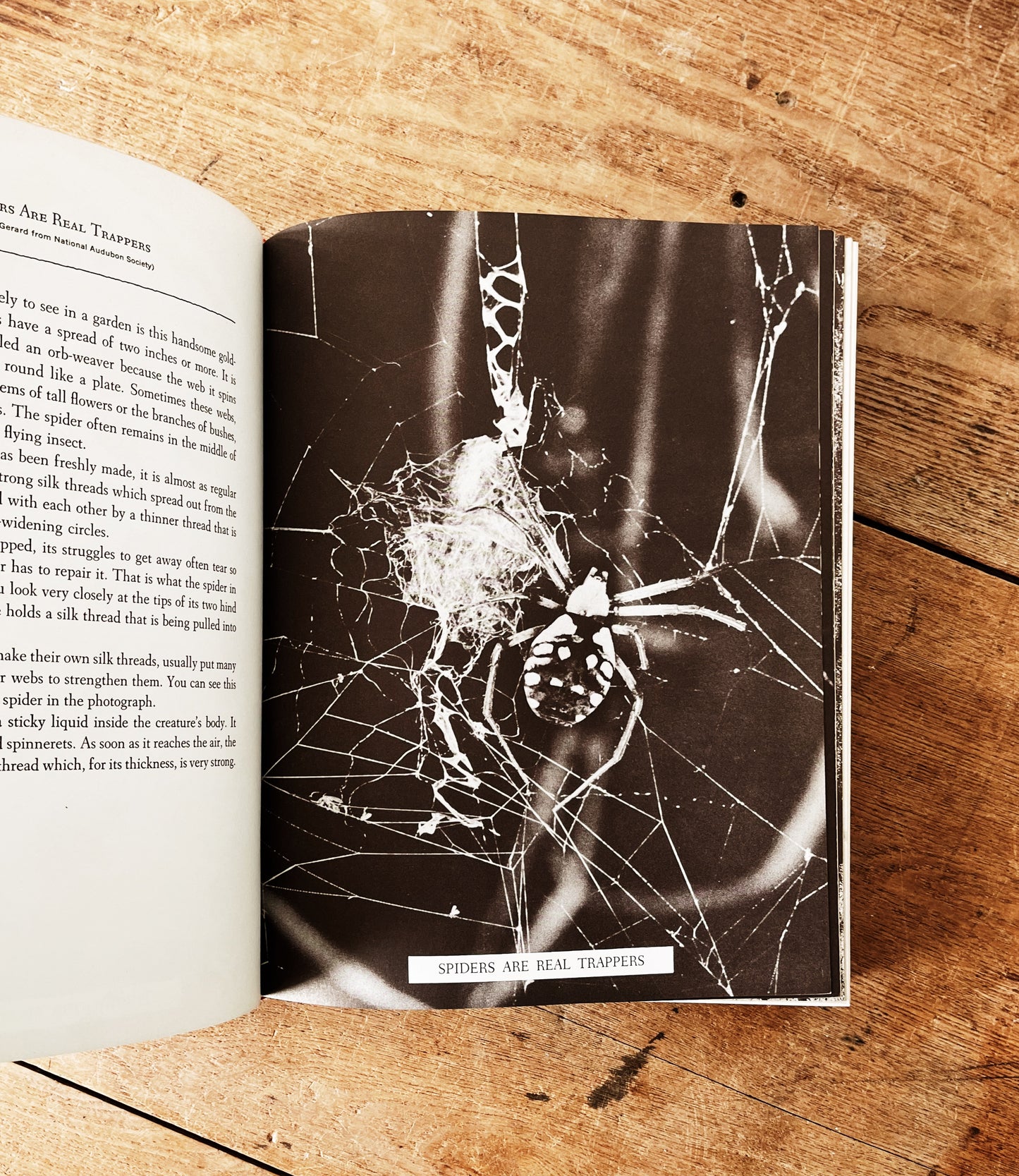Vintage Natural History Book