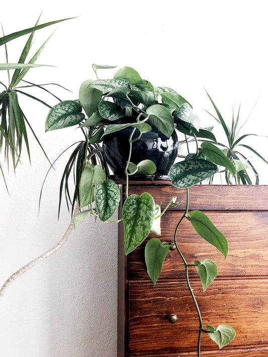 Scindapsus Pictus in Vintage Ceramic