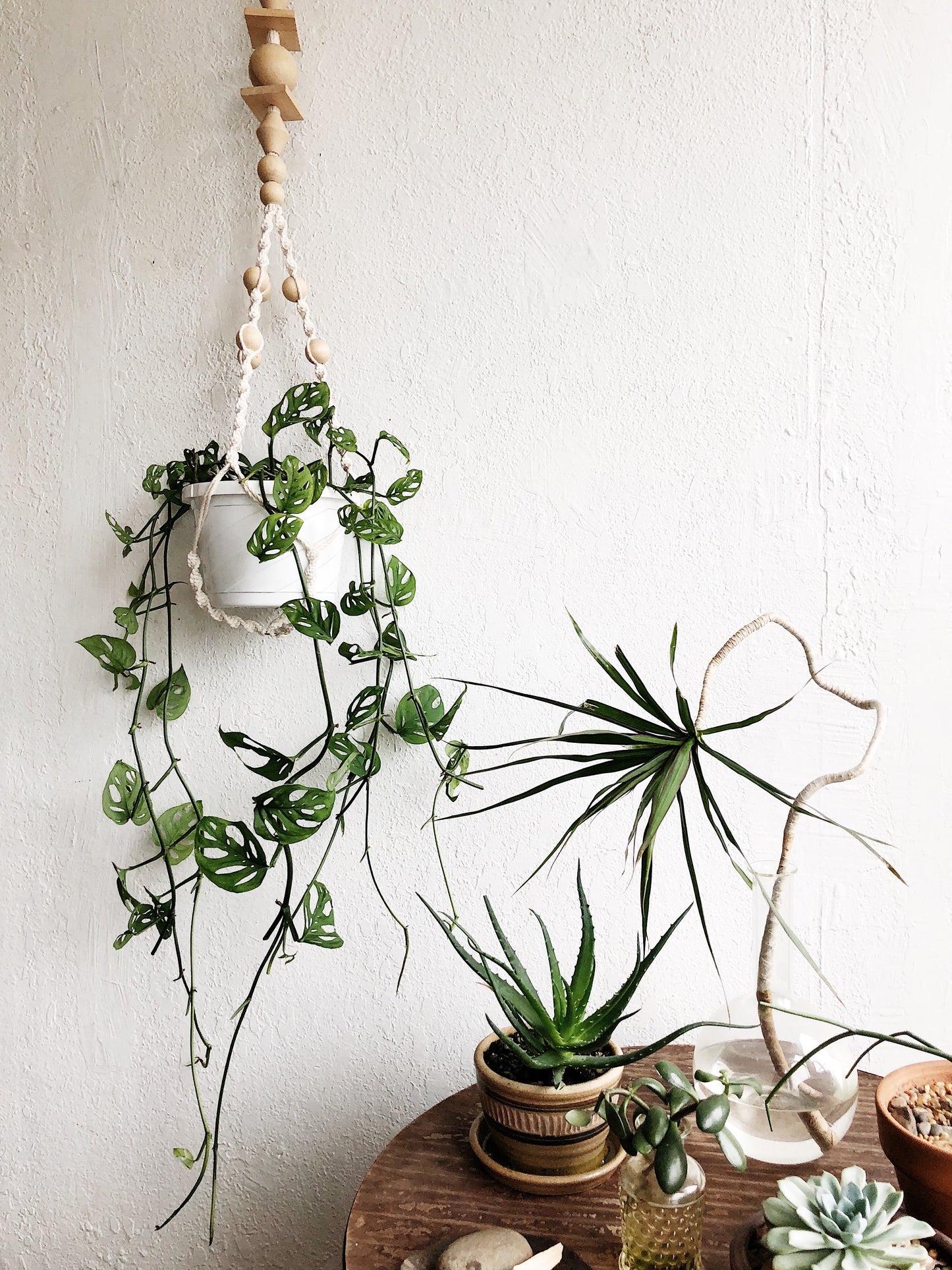 Monstera Adansonii in Macrame