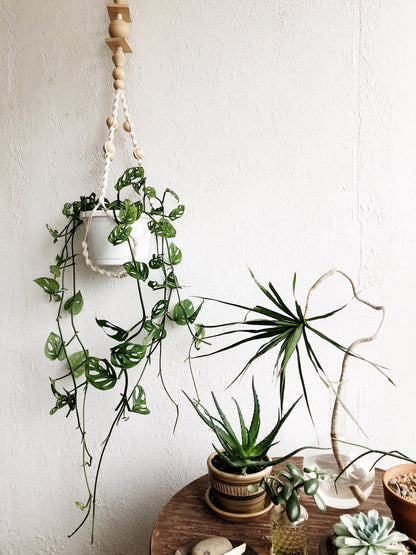 Monstera Adansonii in Macrame