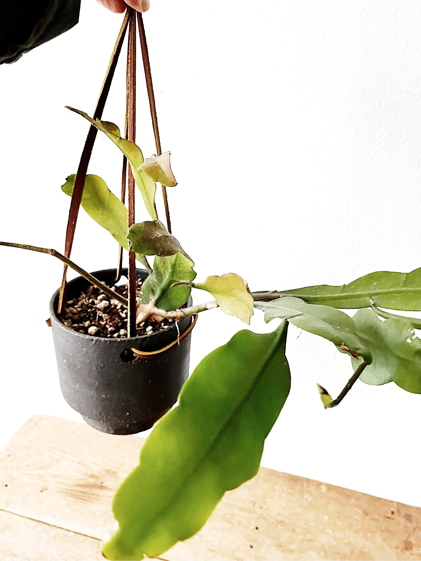 Night Blooming Cereus in Modern Ceramic