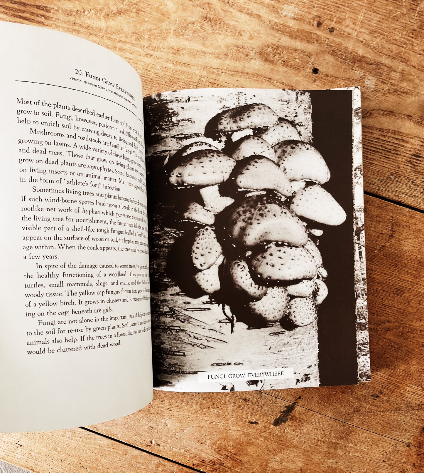 Vintage Natural History Book