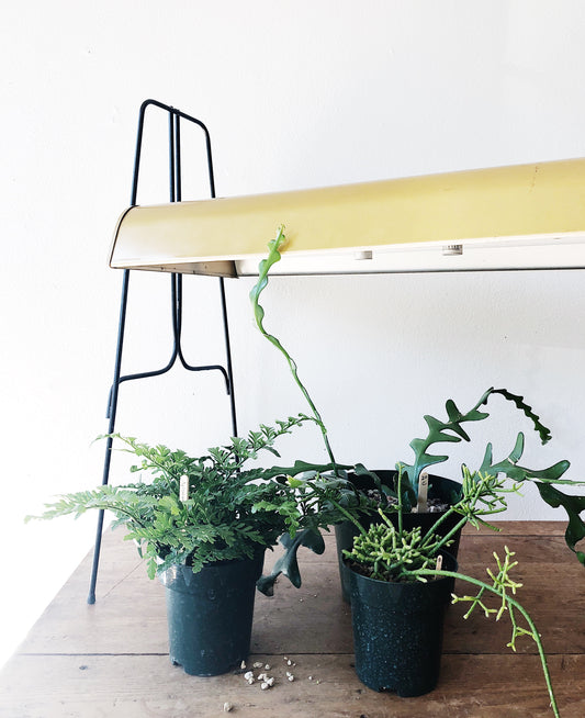 Vintage Grow Light