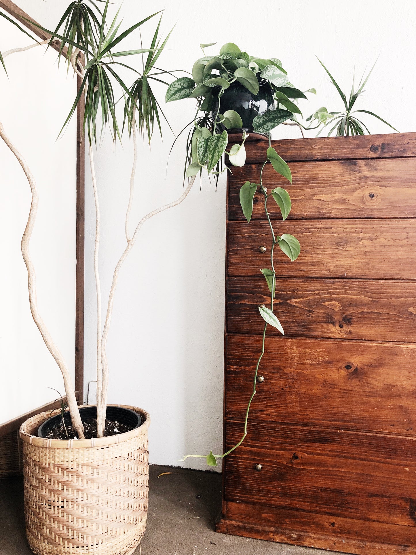 Scindapsus Pictus in Vintage Ceramic