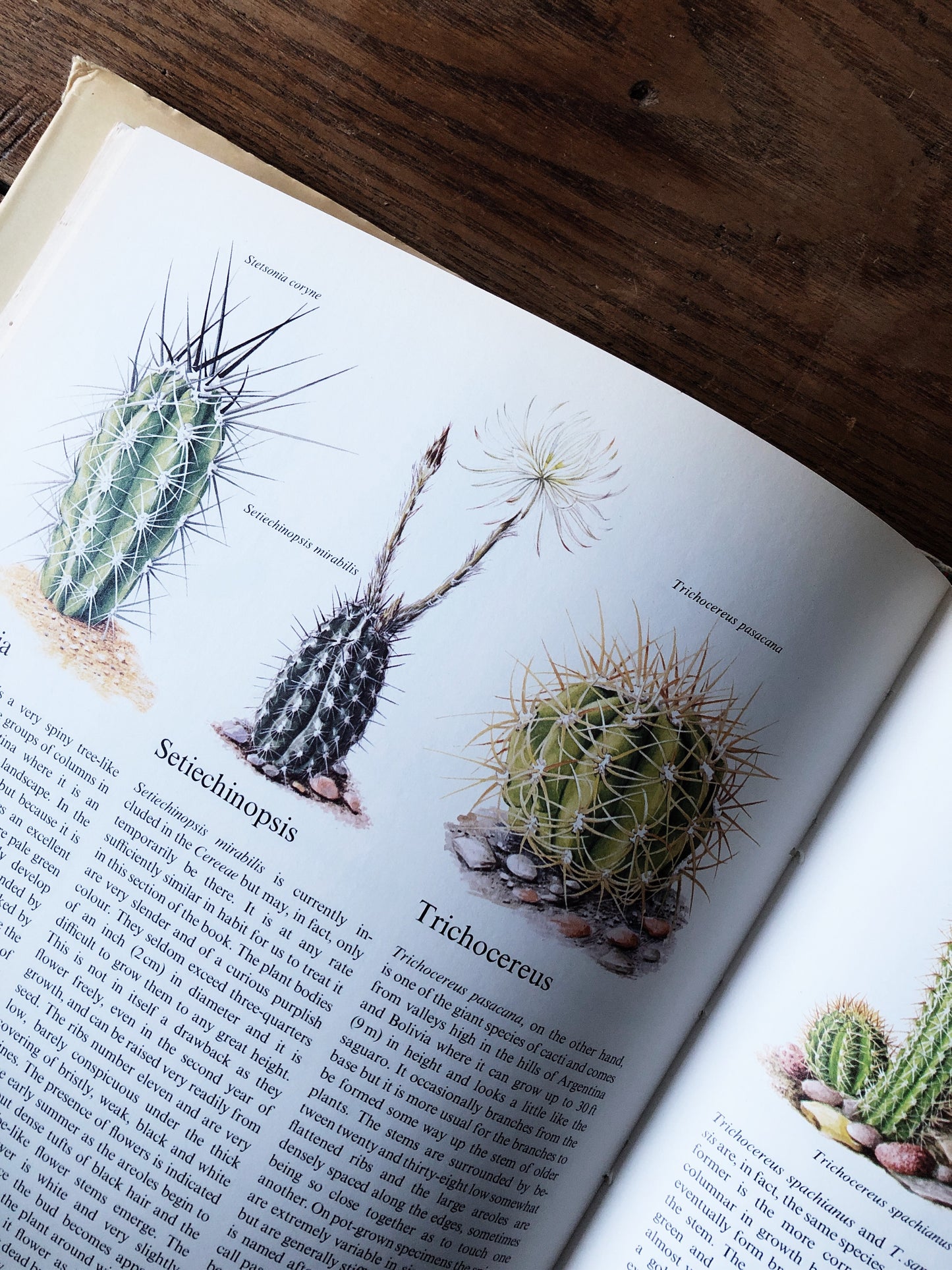 Vintage Houseplant and Cacti Book