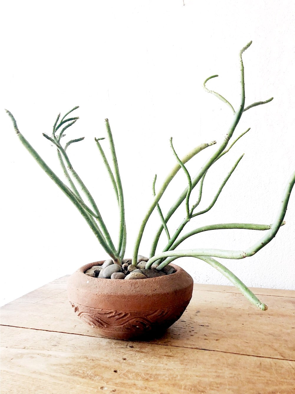 Euphorbia Tirucalli in Terra Cotta