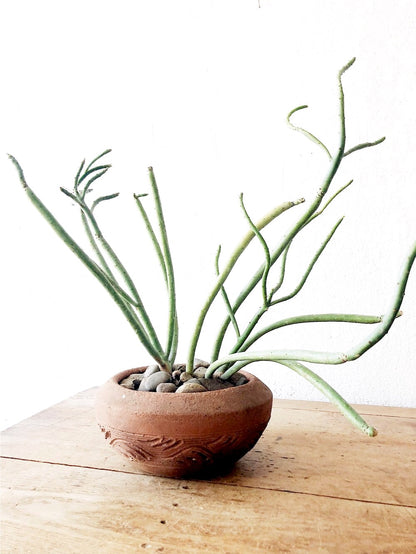 Euphorbia Tirucalli in Terra Cotta