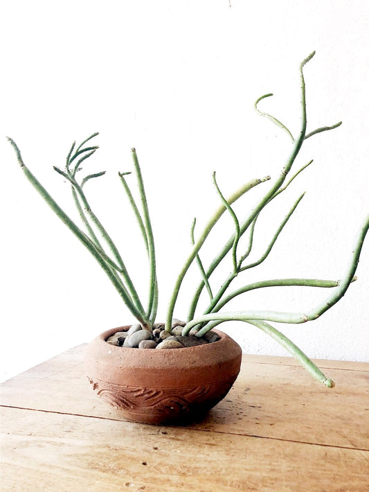 Euphorbia Tirucalli in Terra Cotta