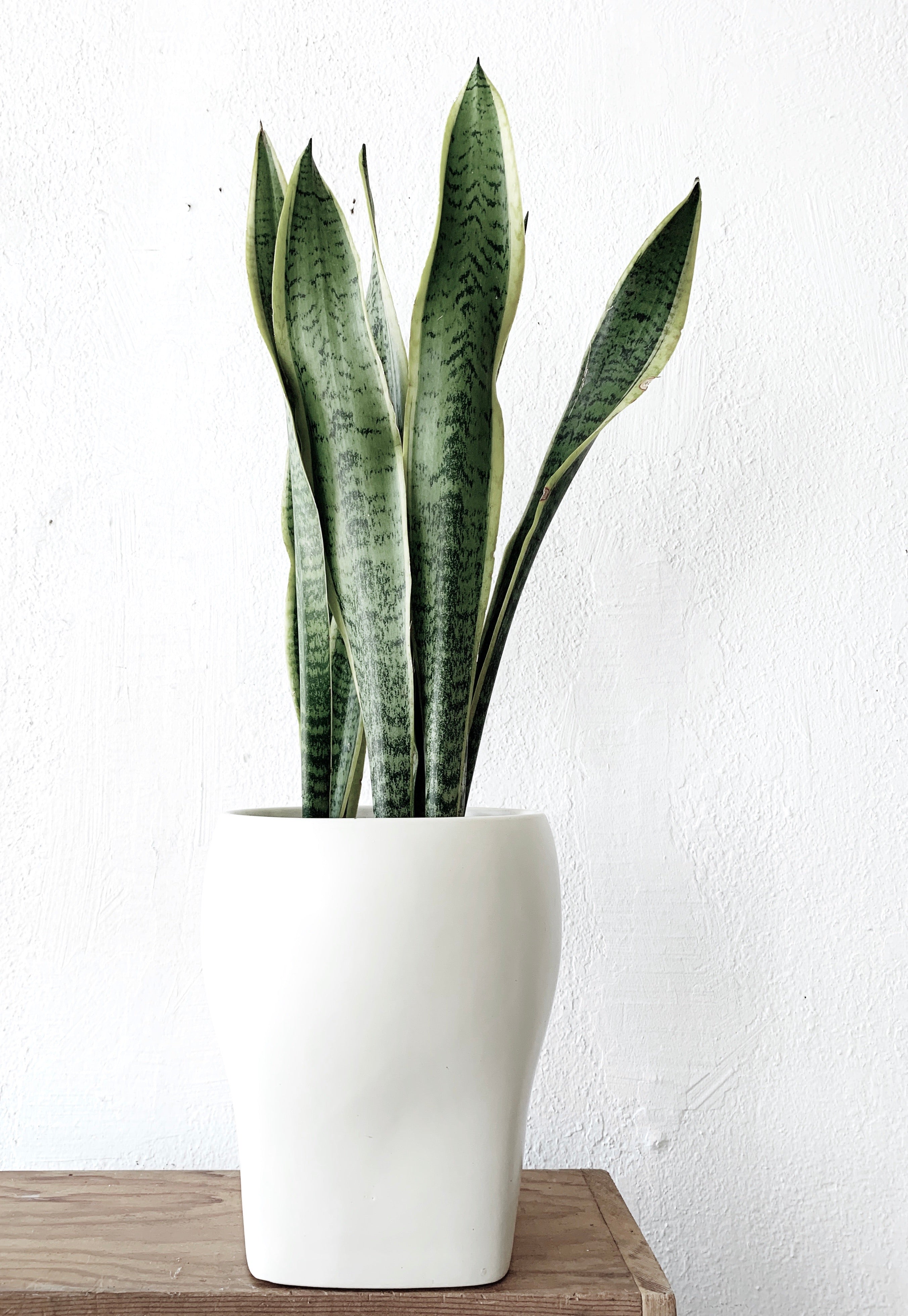 Maven Collective Sansevieria