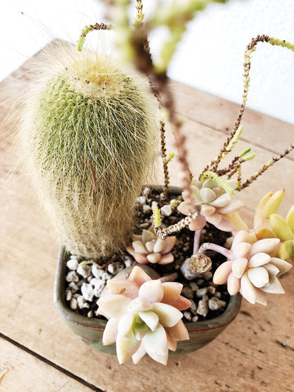 Succulent in Vintage Pottery