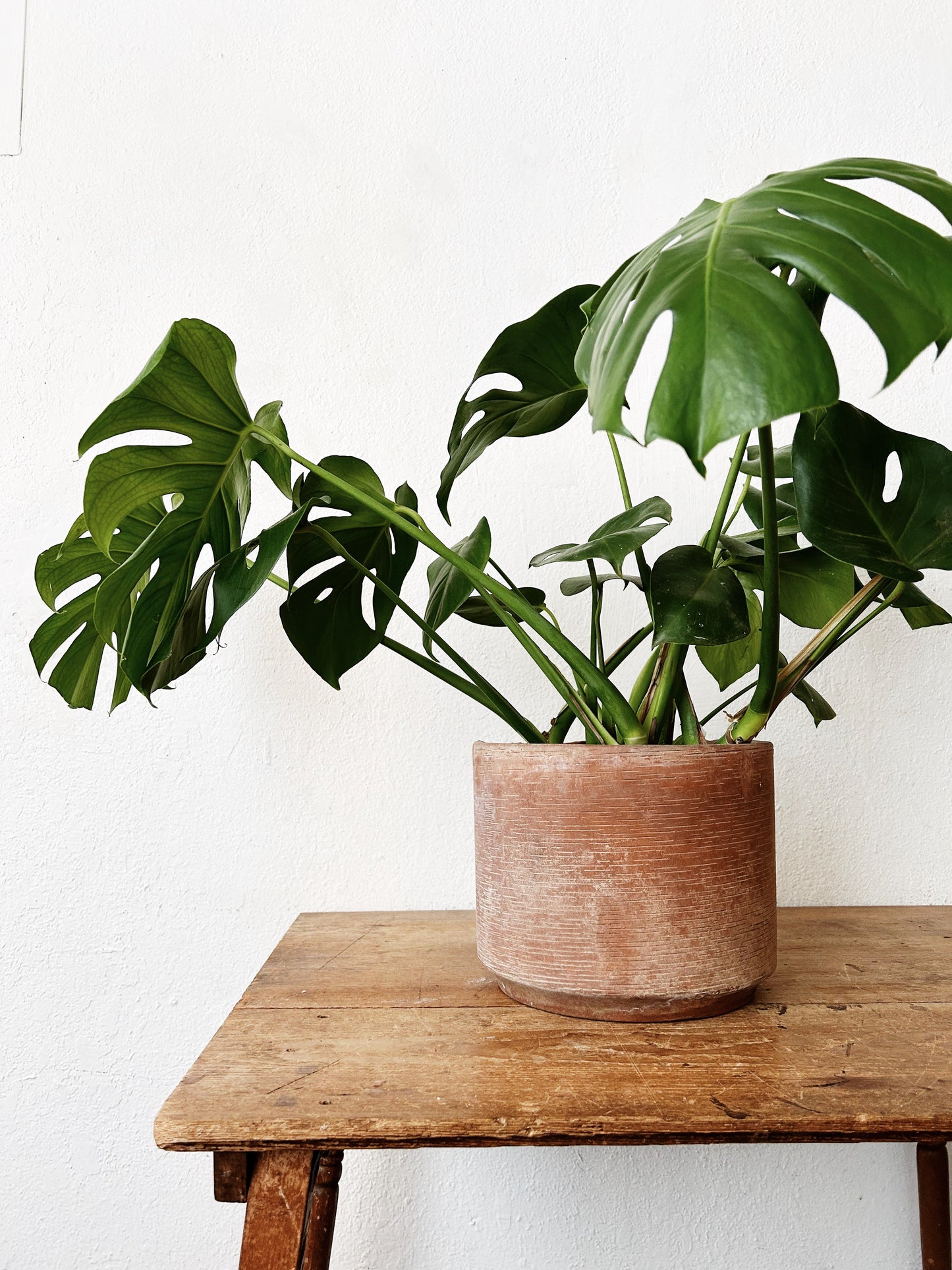 Large Potted Monstera Deliciosa