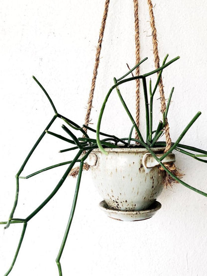 Walking Stick Cactus in Ceramic