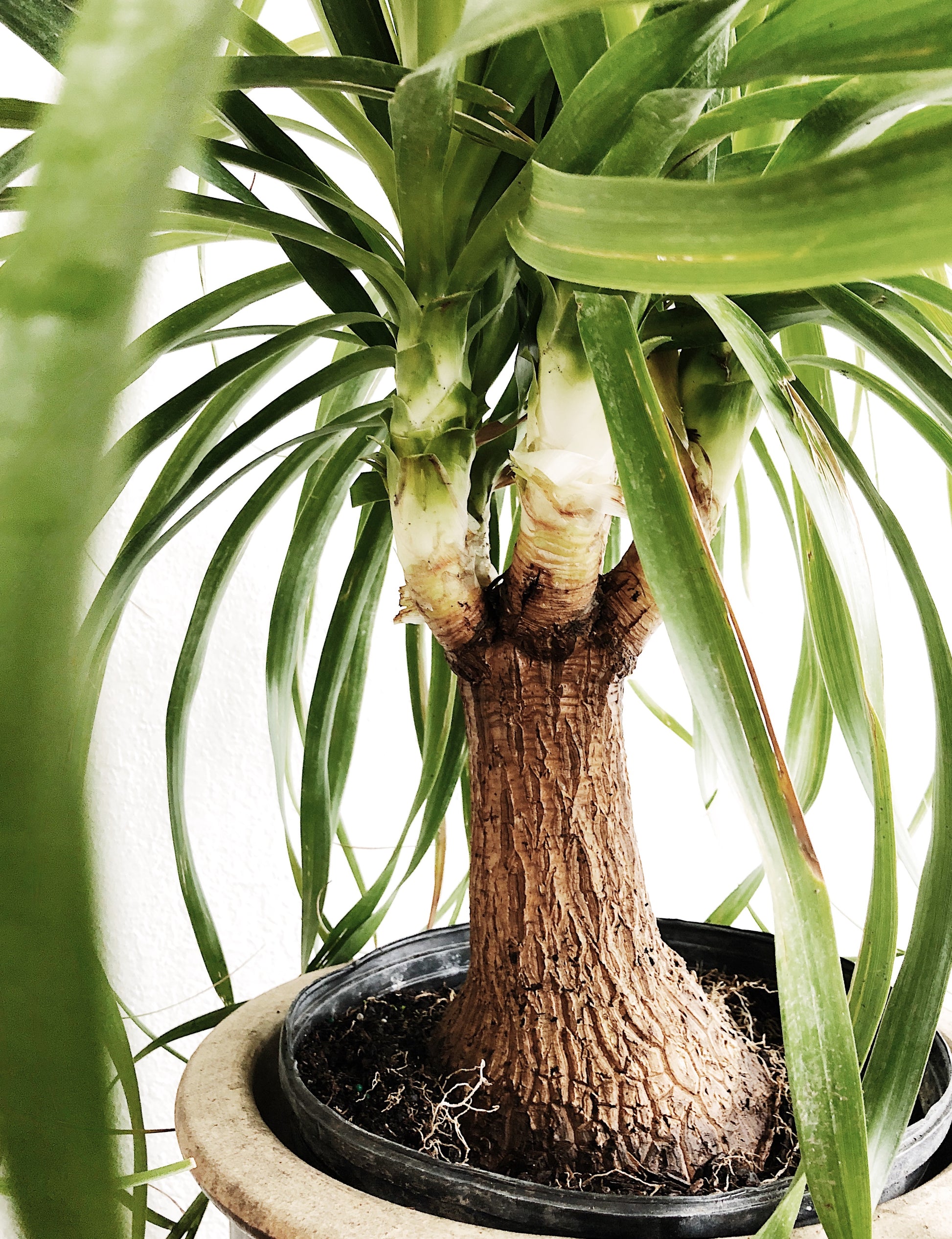 huge ponytail palm Giant Ponytail Palm – Maven Collective