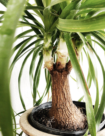 Giant Ponytail Palm