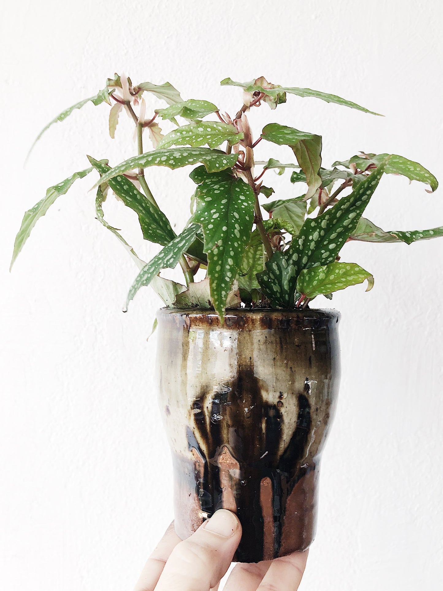 Begonia in Vintage Pottery