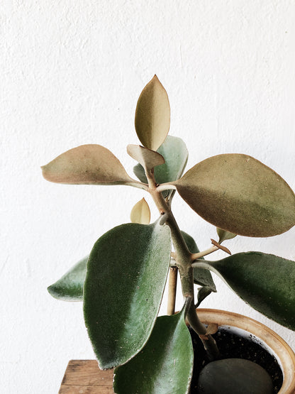 Large Kalanchoe Plant Potted in Vintage