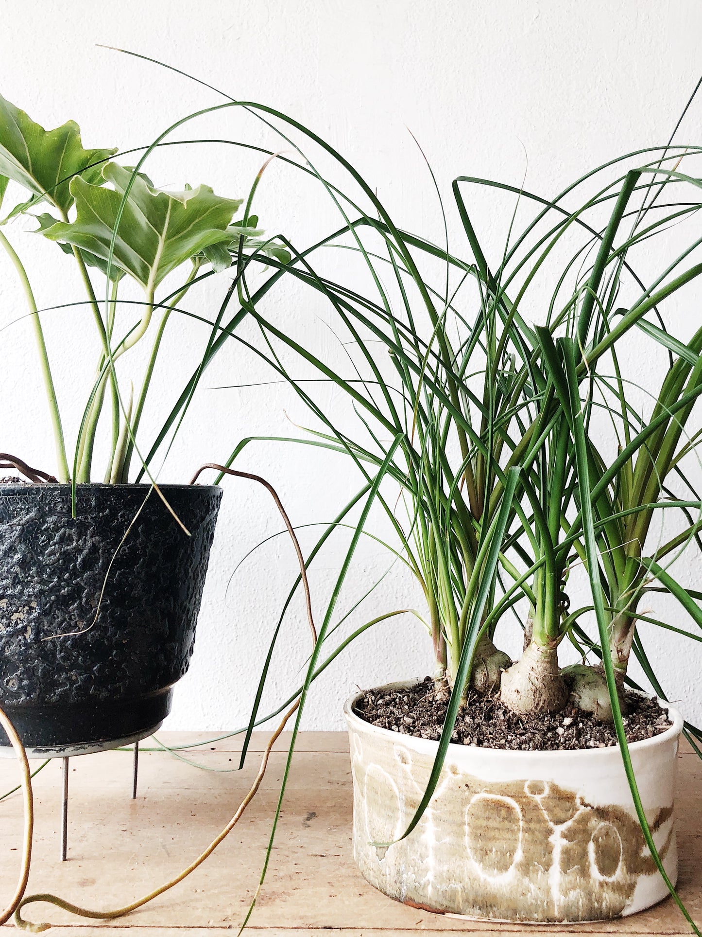 Philodendron Selloum in MCM Pot