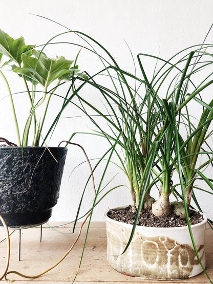 Philodendron Selloum in MCM Pot