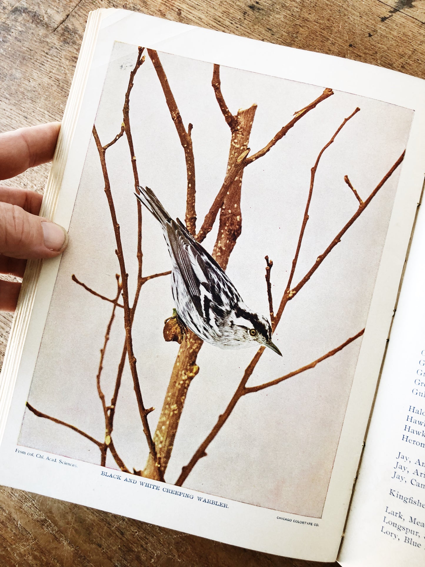 Antique 1800s Birds Book