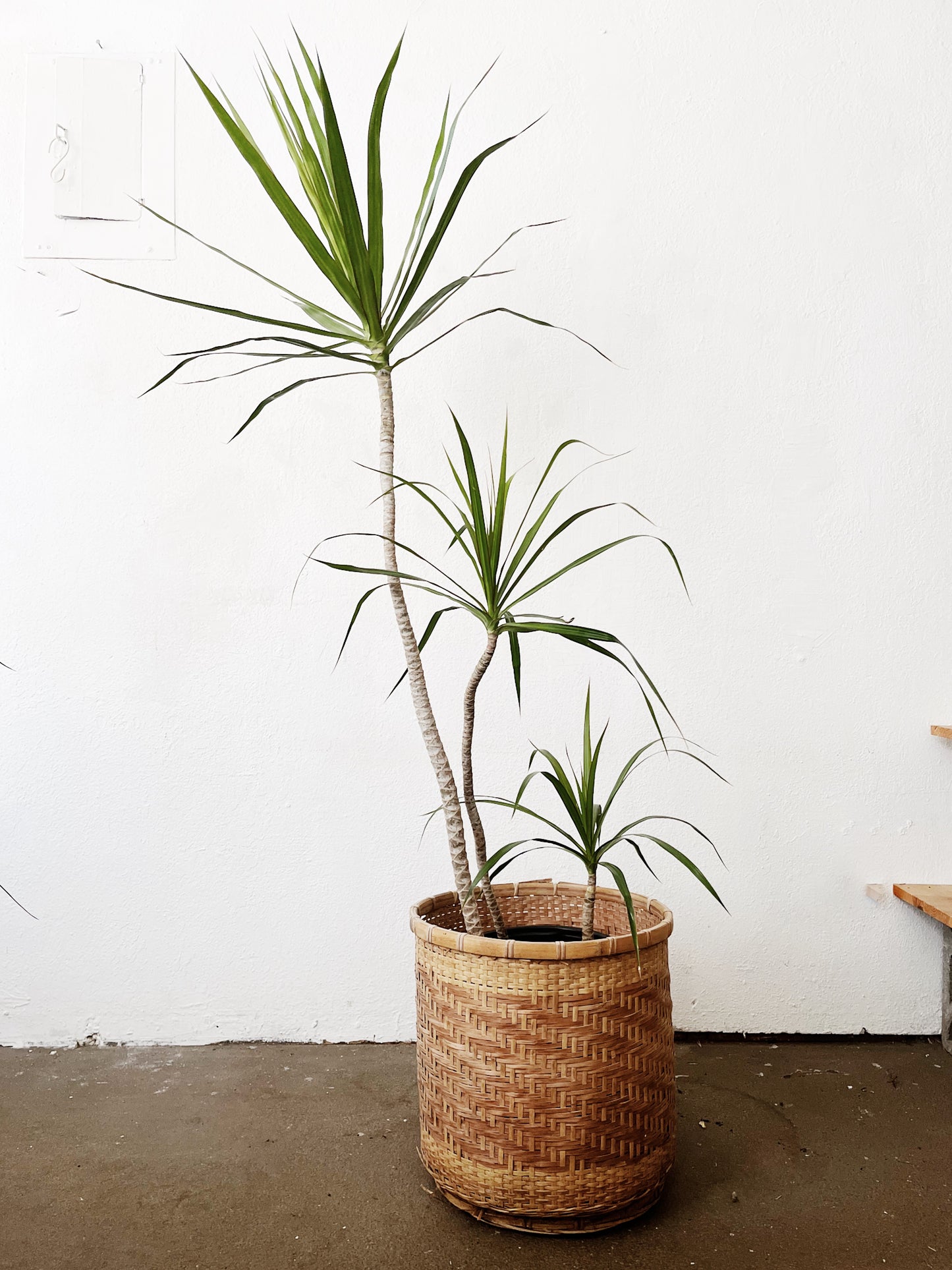 Potted Dracaena Palms