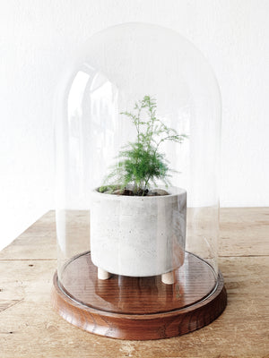 Large Vintage Cloche Terrarium with Potted Fern