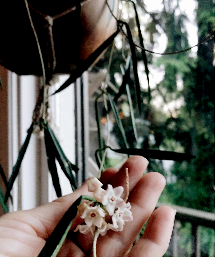 Large Hoya Kentiana in Terracotta Hanging Planter