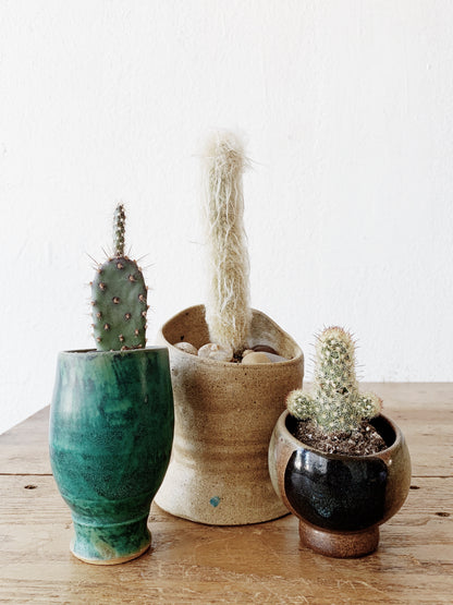Cactus in Vintage Pottery