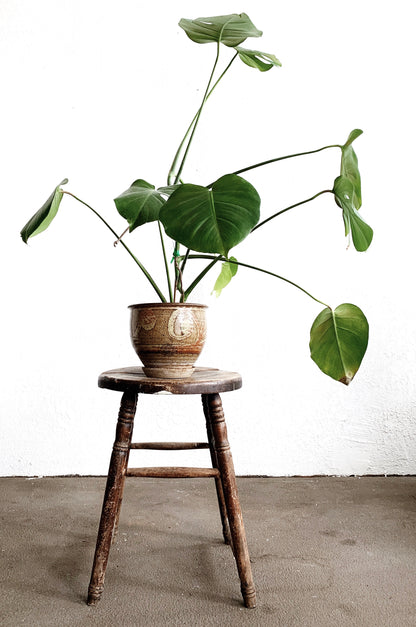Large Potted Split Leaf Philodendron
