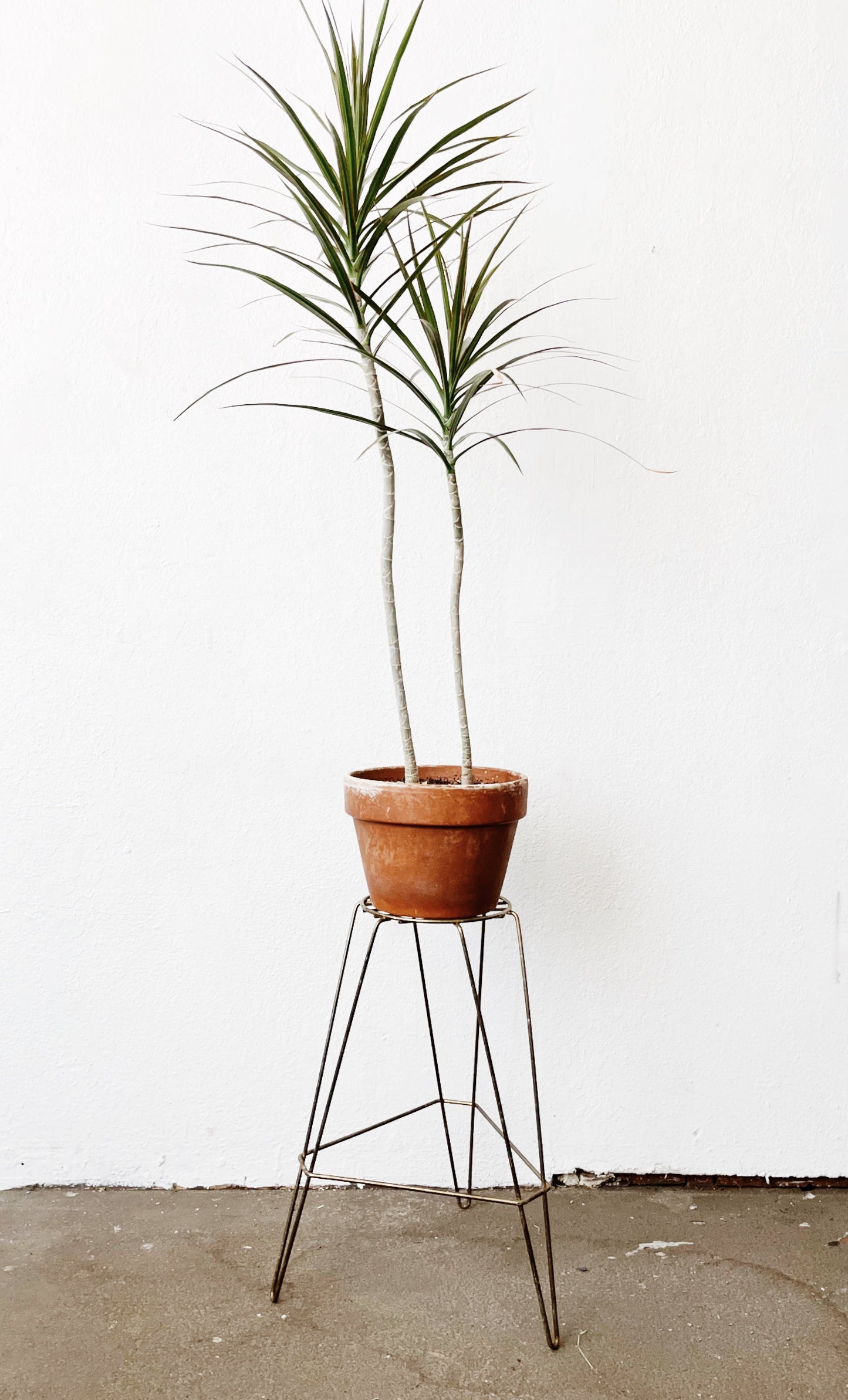 Mid Century Plant Stand