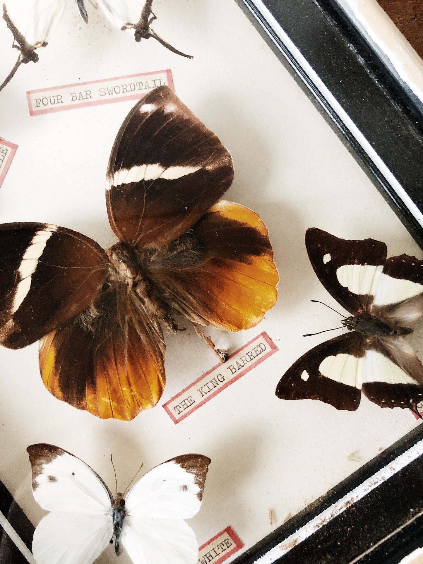 Vintage Butterfly Specimen