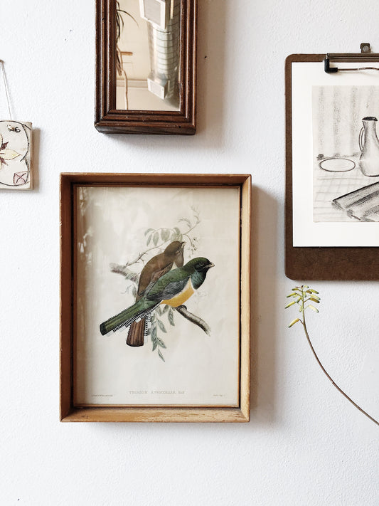 Rare Antique J Gould Bird Lithograph