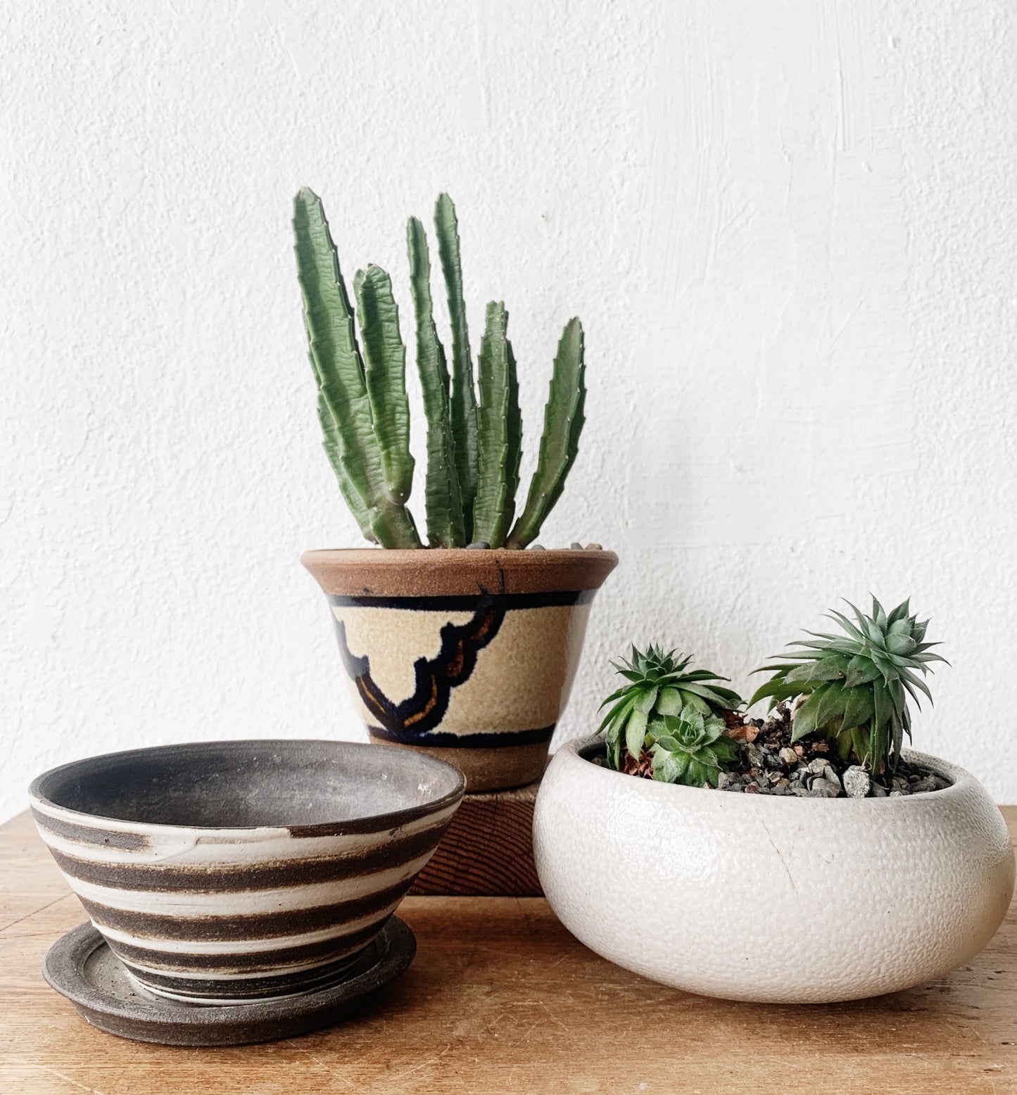 Potted Chicks and Hens Succulent