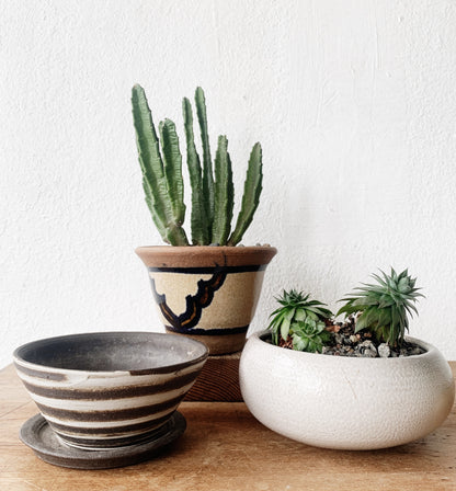 Potted Chicks and Hens Succulent