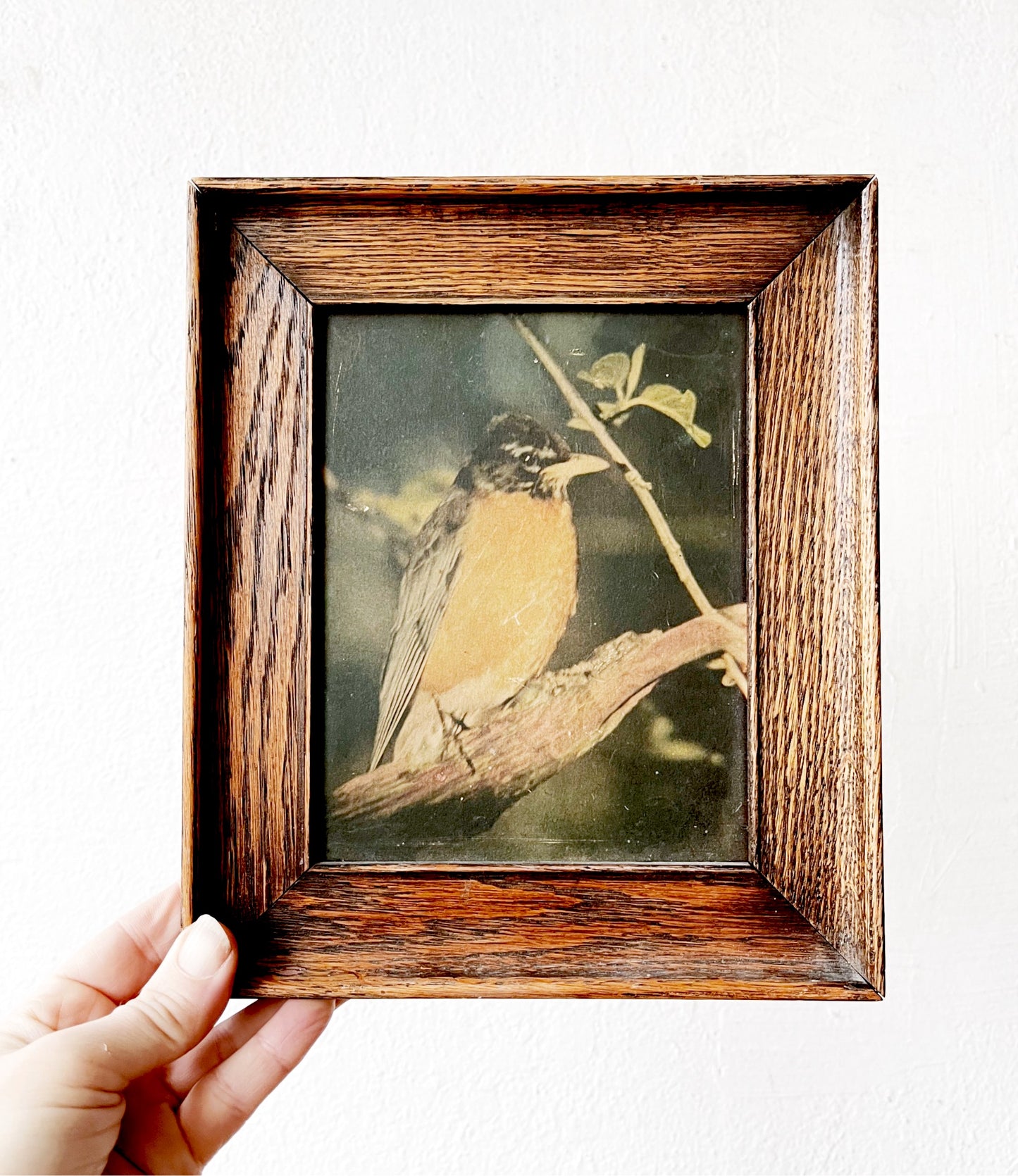Vintage Pressed Robin Lithograph