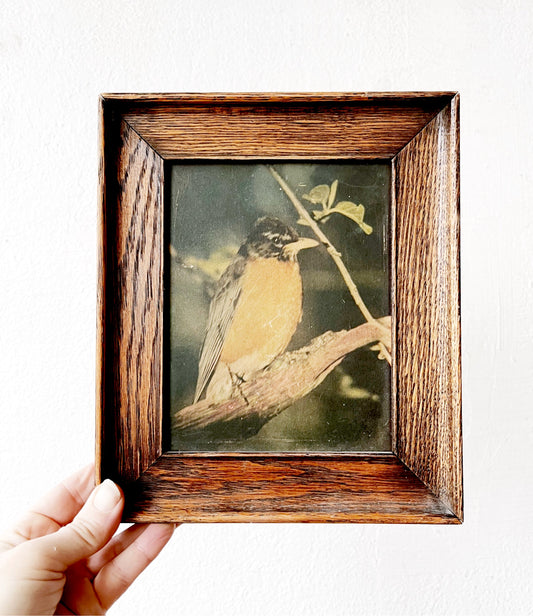 Vintage Pressed Robin Lithograph